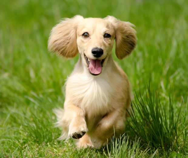 Protiv ovog nema "obrane"