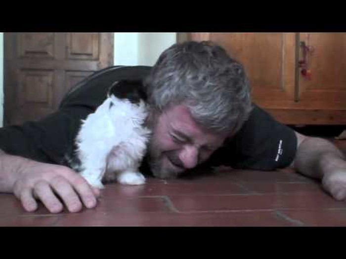 Medeni mali Shih Tzu prvi put upoznaje svog vlasnika!