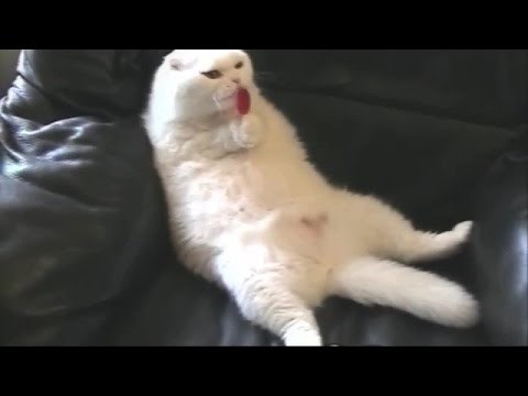 Video: Punih 15 minuta najluđih mačaka 2014/15