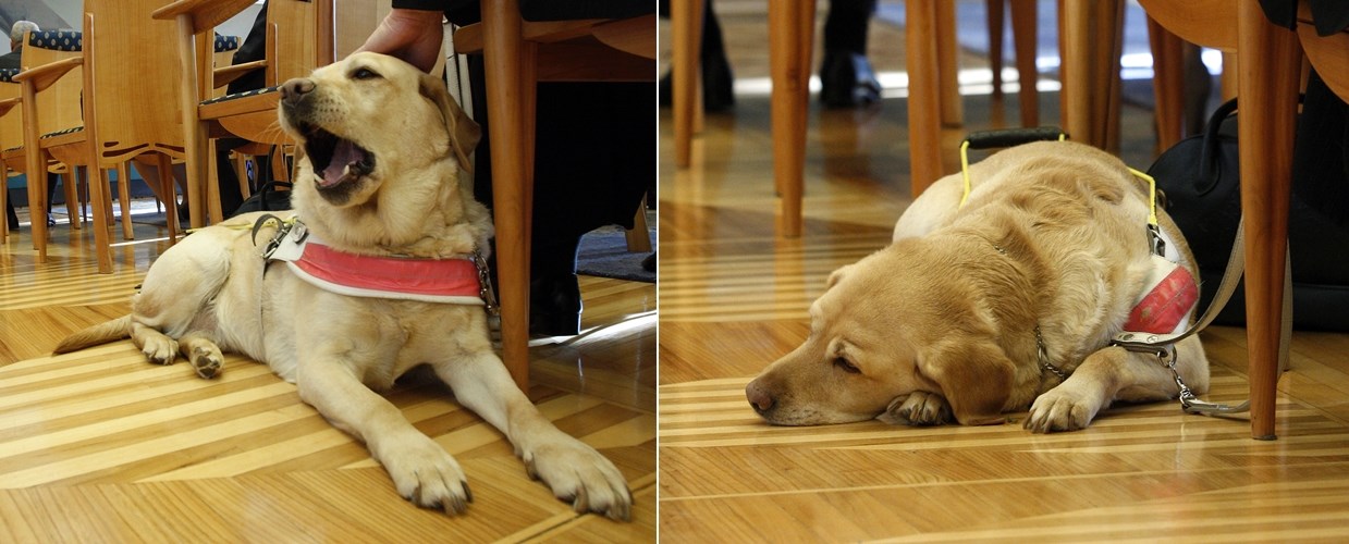 Zlatnog retrivera doveli među političare i "ubili" dosadom