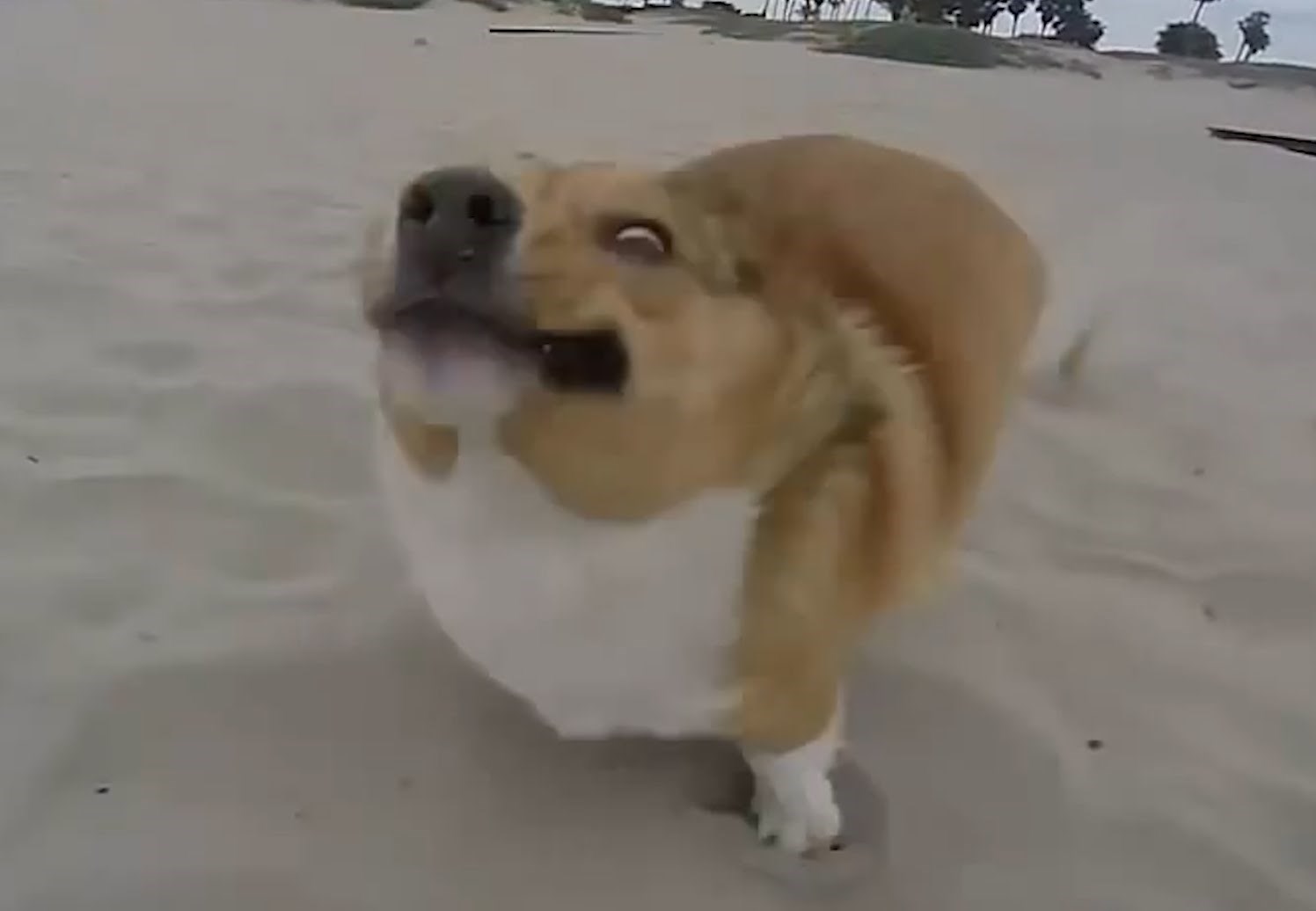 Video: Smotani psi su najbolji psi!