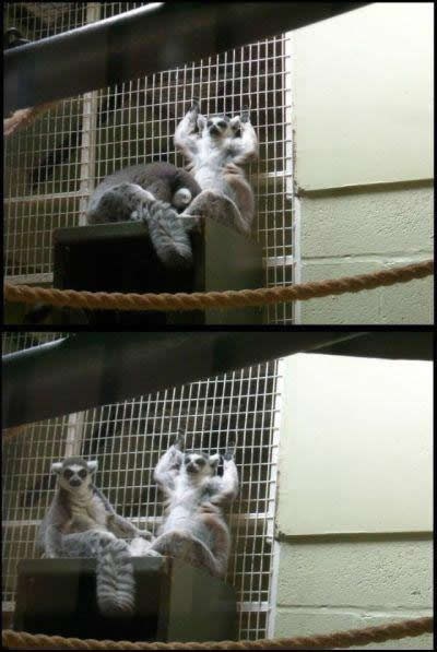 Zločeste lemure uhvatili pri seksu iz zabave