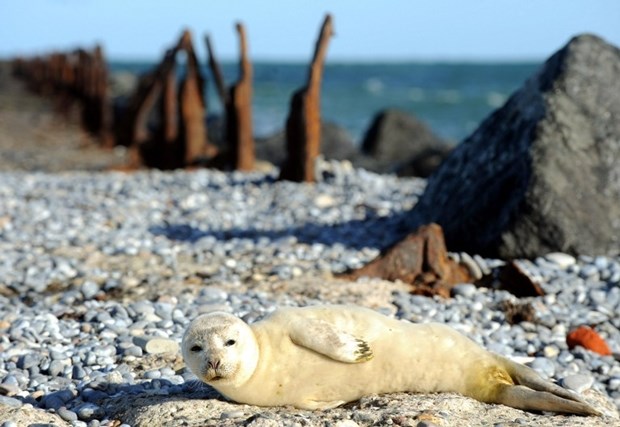 Morski lav se nakon kupanja odlučio malo osunčati