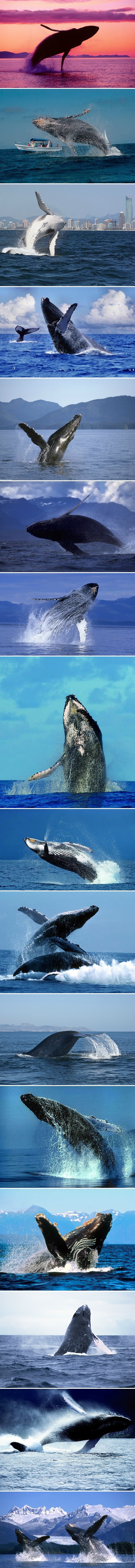 Veličanstveni ples grbavih kitova