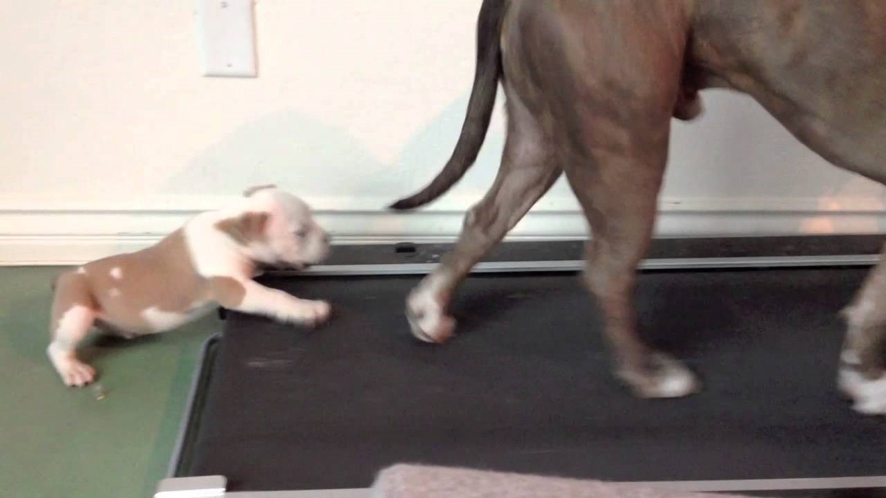 SLATKA BORBA: Pitbull protiv trake za trčanje