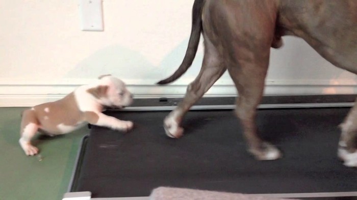 SLATKA BORBA: Pitbull protiv trake za trčanje