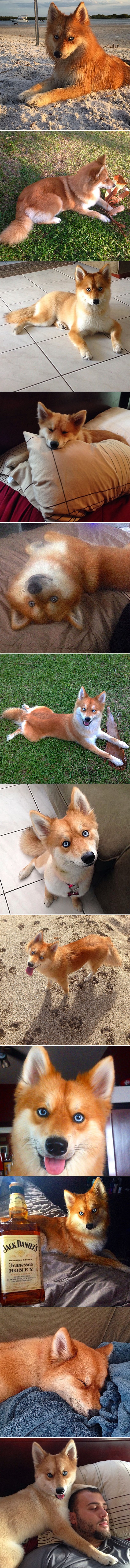 Upoznajte "lisicopsa", mješanca haskija i pomeranca koji je osvojio internete!