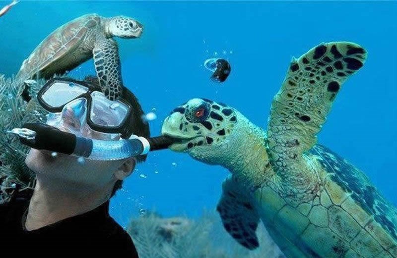 Zla kornjača pokušala ubiti ronioca?