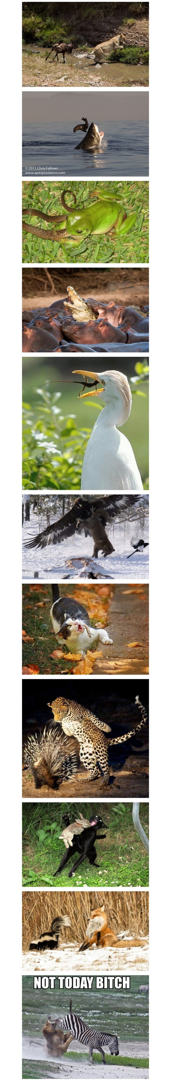 GALERIJA: Plijen uzvraća udarac - nećeš me danas!