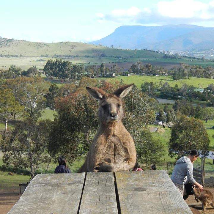 Konobar, kriglu pive molim!