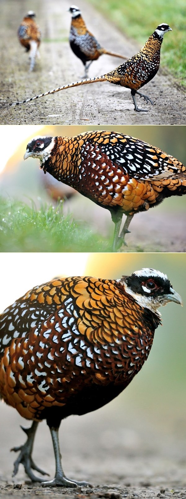 Banda francuskih fazana blokira seoski put