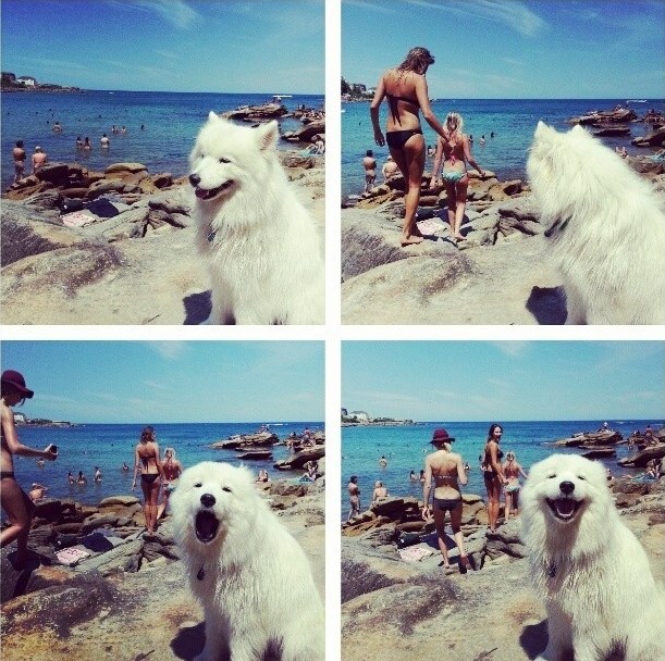 Zna pas što valja :D