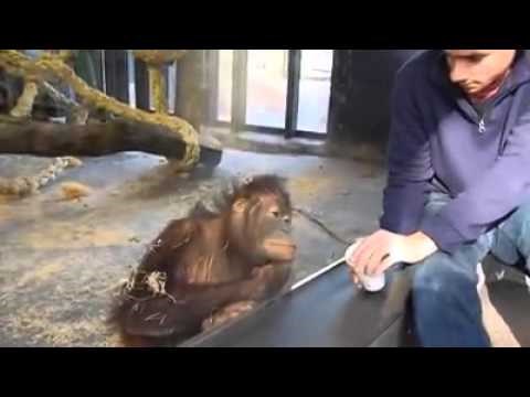 FANTASTIČNA REAKCIJA: Orangutan se izvalio od smijeha na mađioničarski trik!