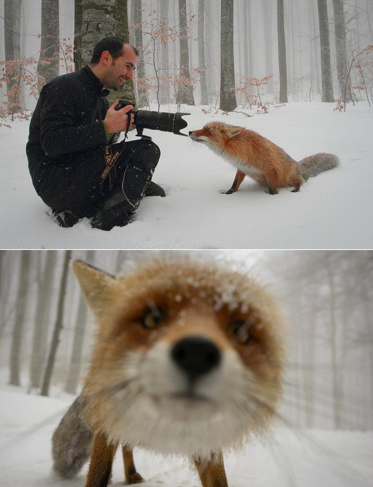 Oprezna lija zaslužila portret za osobnu