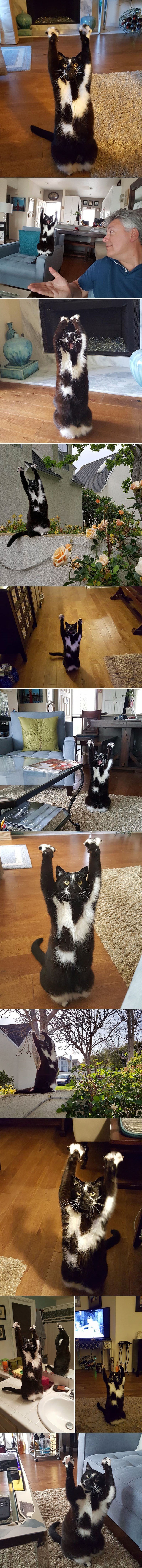 Mačka diže šape u zrak, a nitko nema pojma zašto