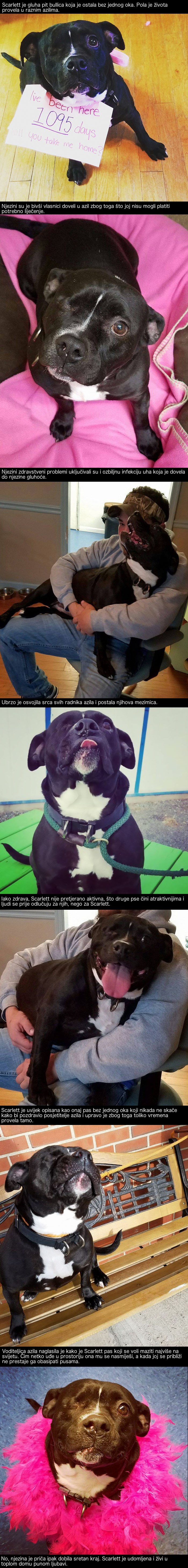 Gluha pit bullica bez oka provela je pola života u azilu, no njezina je priča dobila preokret