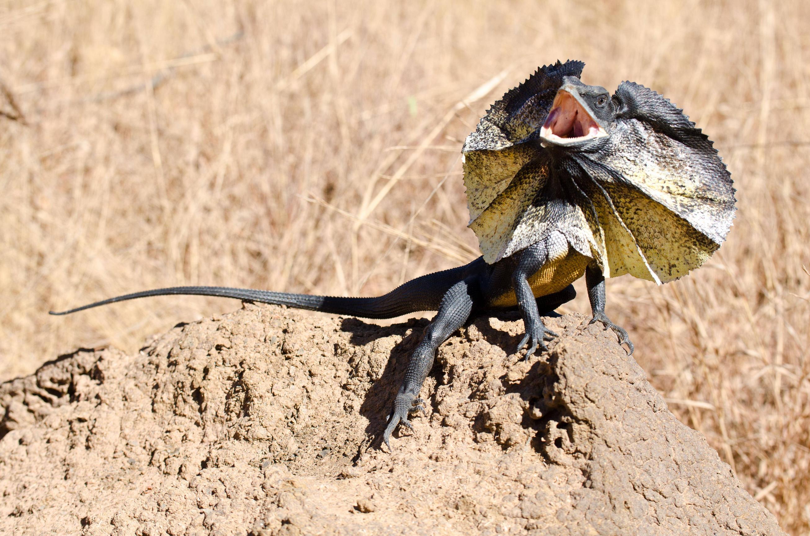 Moderni dinosauri: Sjećate se Jurskog parka?