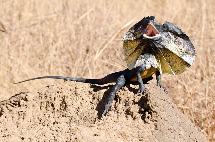 Moderni dinosauri: Sjećate se Jurskog parka?