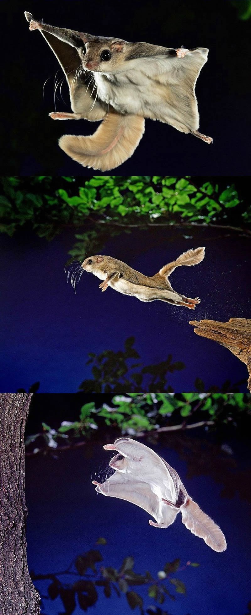 Leteća vjeverica u akciji