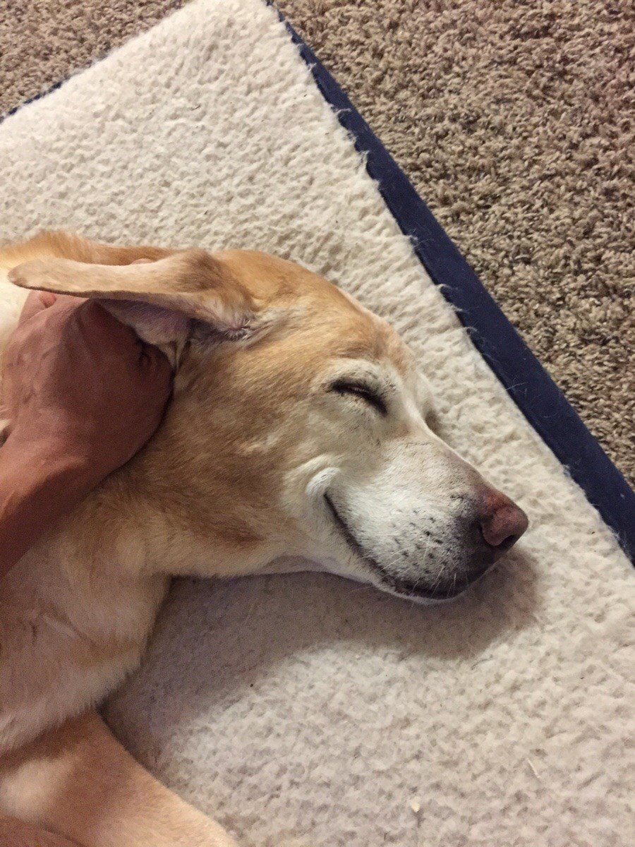 Češkanje iza uha ima vrlo jasan učinak