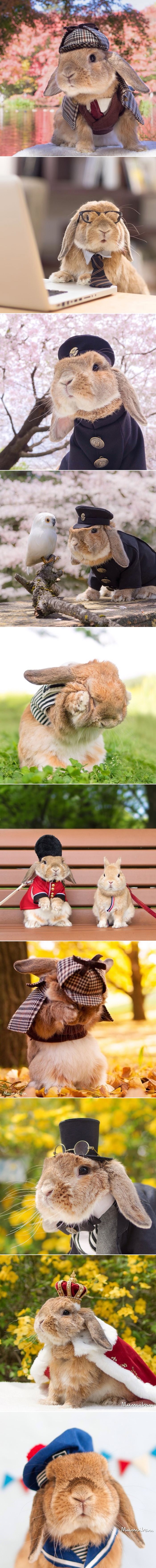 Srca vam je upravo osvojio PuiPui, najfensi zeko na svijetu!