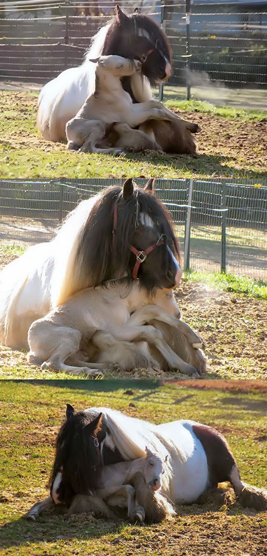 Ljubav: Usnulo ždrijebe u maminom zagrljaju