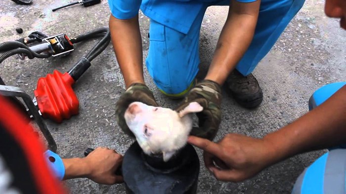VIDEO Ugledali su psića koji je bio zaglavljen u željeznoj cijevi, sve su učinili kako bi ga spasili