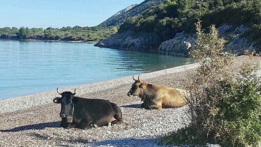 Turistička sezona na Pelješcu još uvijek traje, evo što su slikali na jednoj od plaža