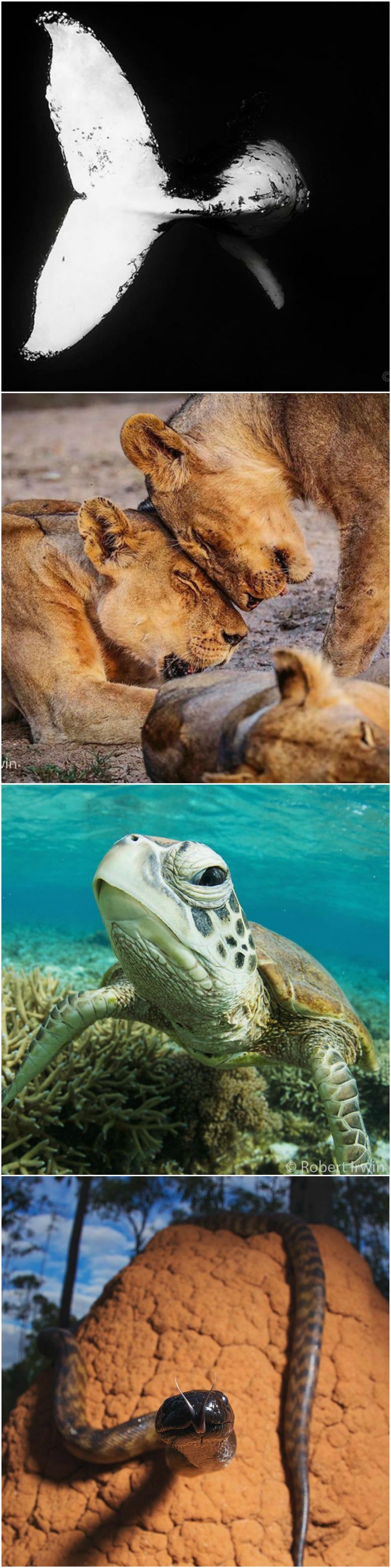 FOTO Predivne fotografije životinja - možete li pretpostaviti tko je autor?