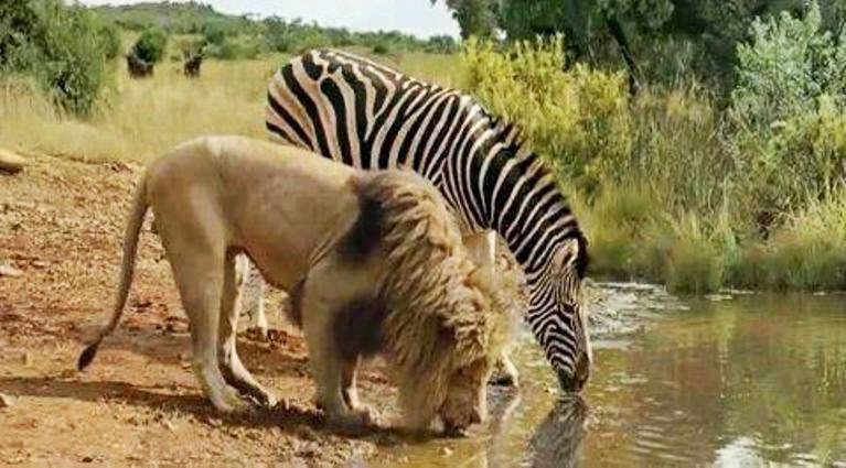 Lav i zebra privremeno frendovi: Žeđ ne pita