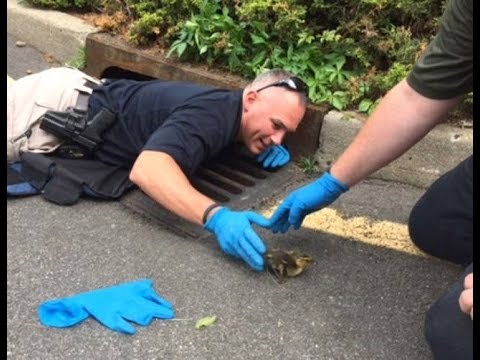 : )) Ovako je majka patka pozvala pomoć i spasila pačiće..video