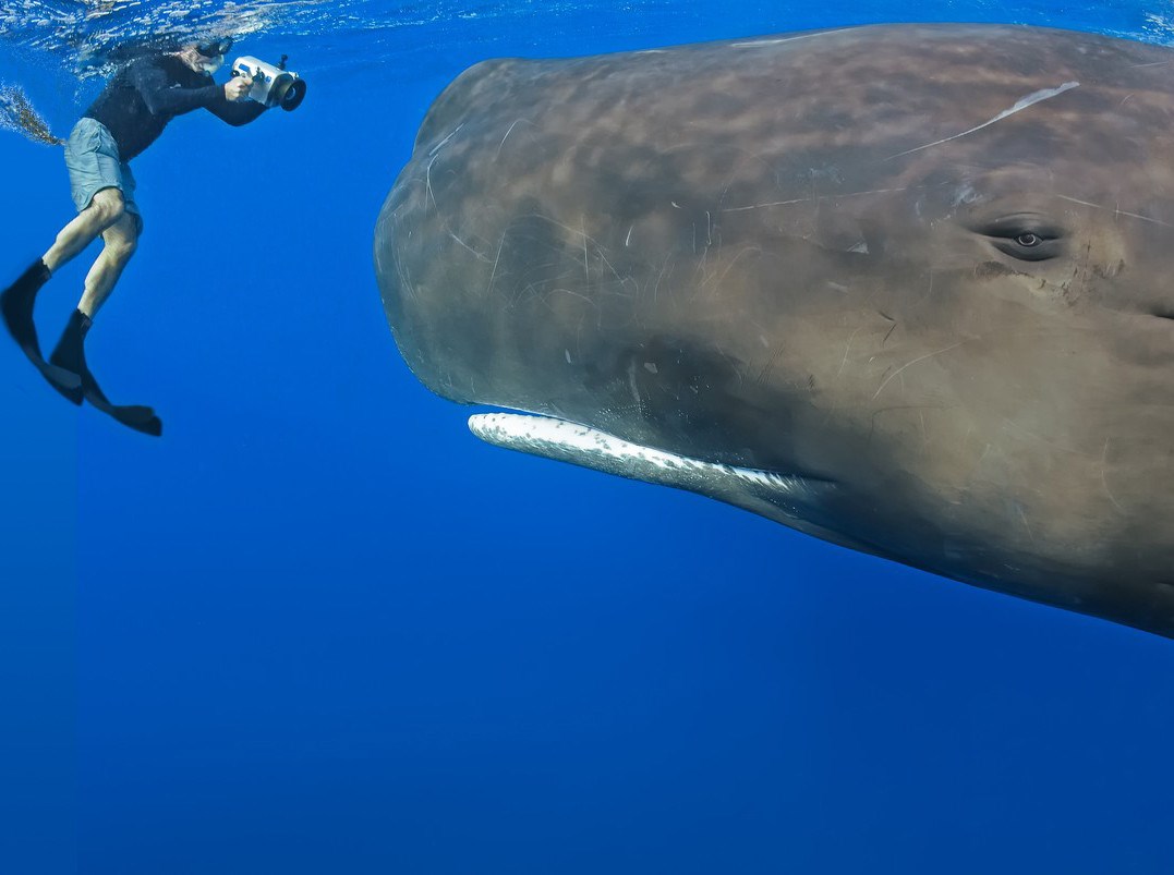 Daj, kit, nasmiješi se malo, jesi mrgud!