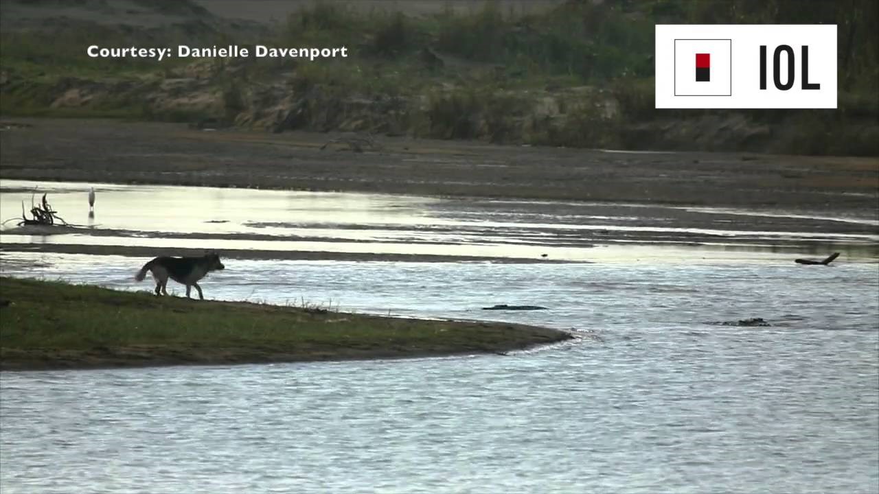 VIDEO: Razigranog psa progutao gmaz u sekundi