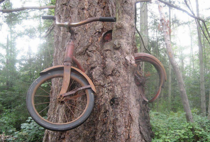 Drvo "pojelo" bicikl