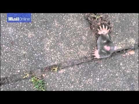 VIDEO: Bucmasti krtac zapeo u rupi, nema pojma kako dalje