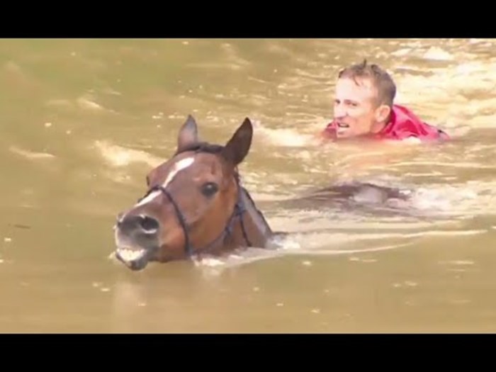 HIT VIDEO: Skočio u nabujalu rijeku da bi spasio konje!