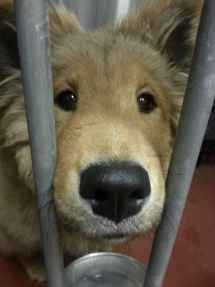 Udomi me, gle kako te gledam, bit ću ti najbolji prijatelj!