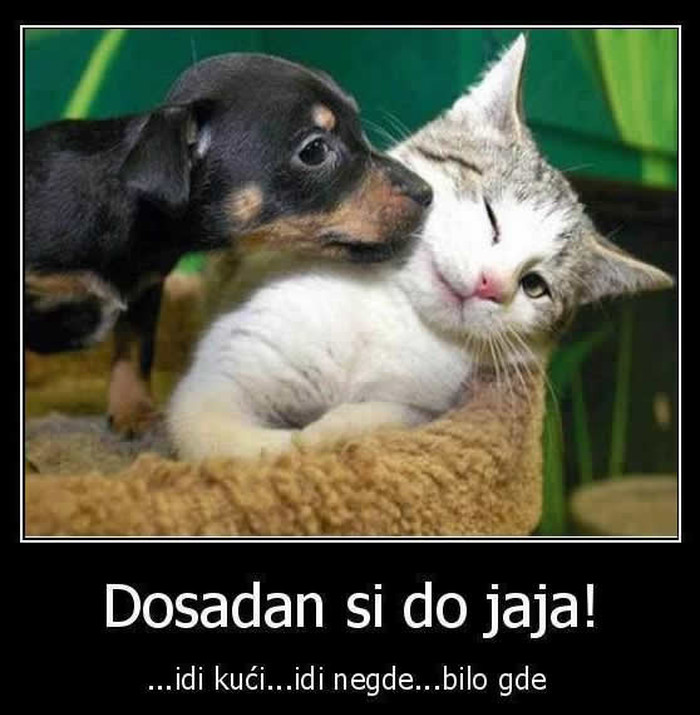 Ne laži, maco, i ti njega voliš!