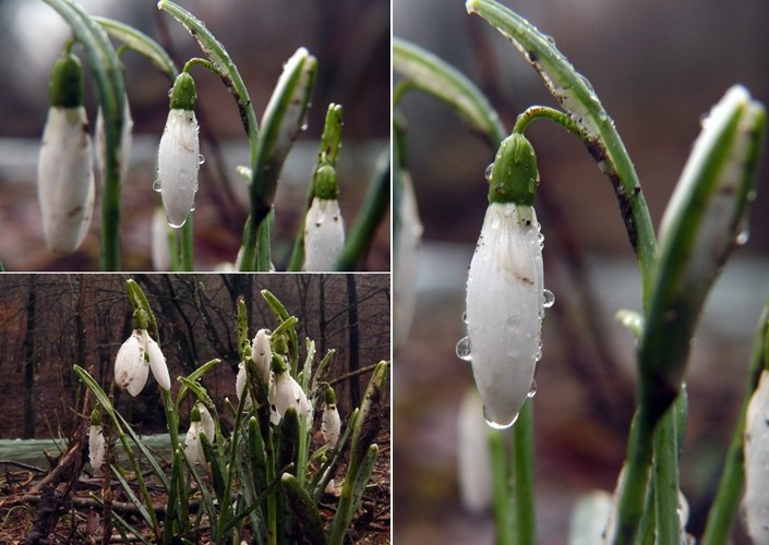 Procvjetale prve visibabe