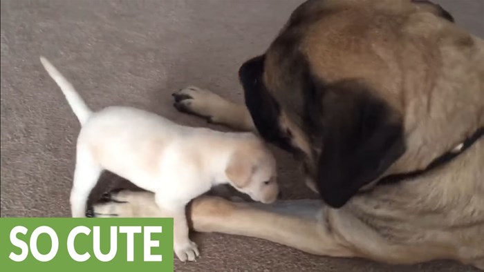 VIDEO Neustrašivo štene se igra sa svojim ogromnim prijateljem!