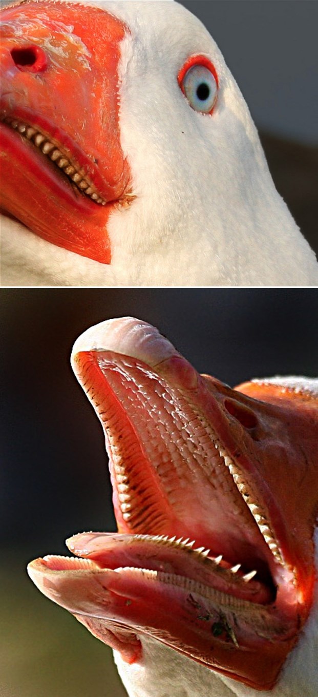 Bože pomozi: "Zli očnjaci" gladne guske!