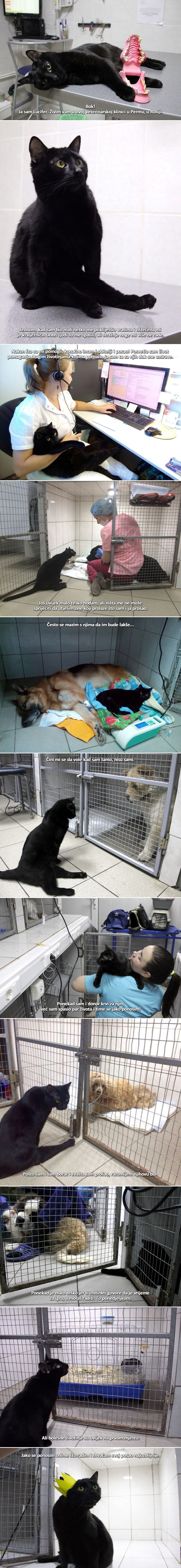 Spašeni nepokretni mačak pomaže bolesnim životinjama klinike i spašava im živote!