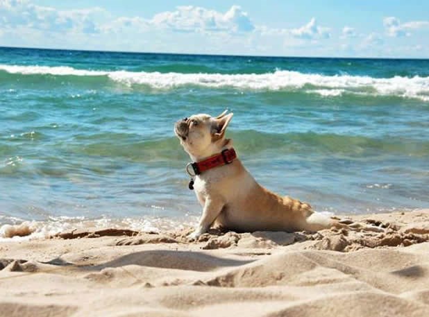 Pesekov zdravi život: Jutarnja joga na plaži
