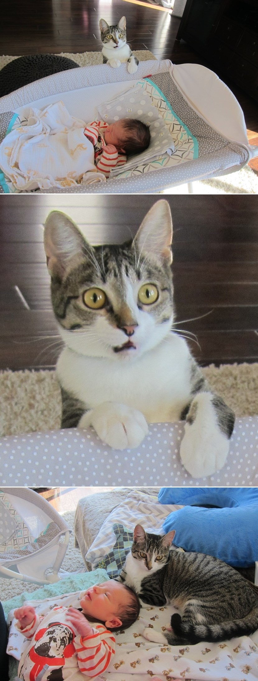 Galerija: Mačka na aparatima - zaboravili joj reći da su dobili bebu!