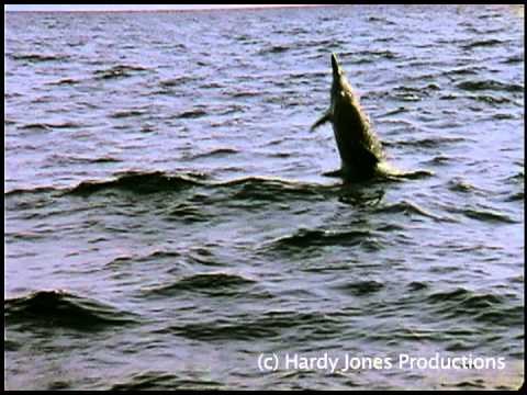 VIDEO: Razigrani dupini izvode piruete i igraju se poput djece, slobodni