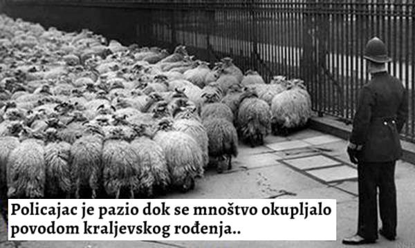 Jesi i ti među ovcama koje su blejale u kraljevsko rađanje?