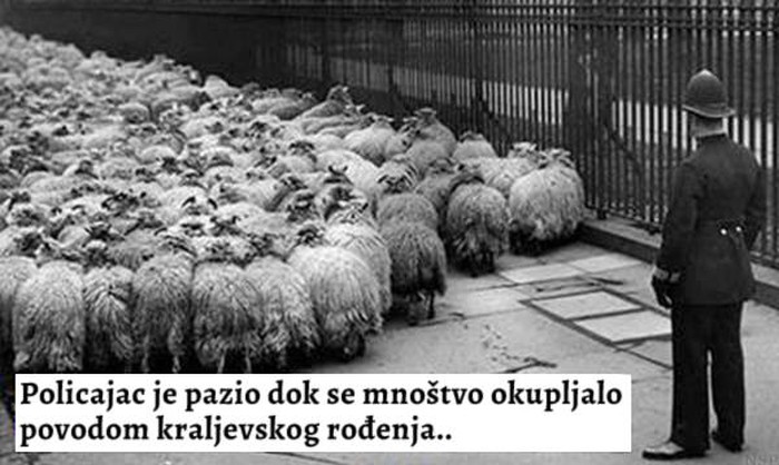 Jesi i ti među ovcama koje su blejale u kraljevsko rađanje?