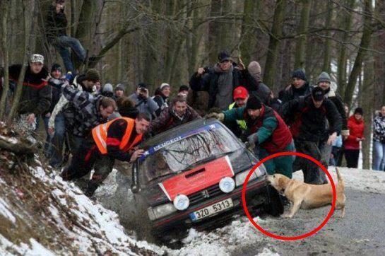 Pas pomaže i kad ne može apsolutno ništa