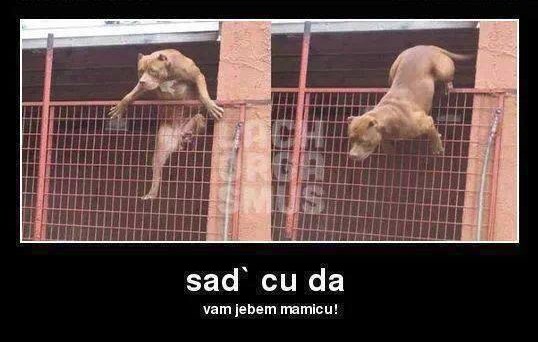 Samo ti drži pse za borbe, sad da vidiš belaja!