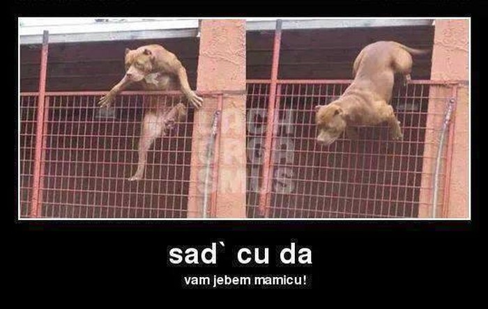 Samo ti drži pse za borbe, sad da vidiš belaja!